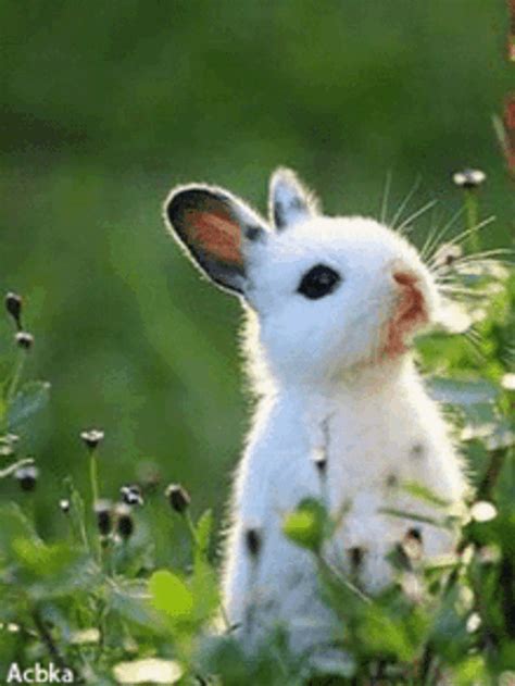 rabbit gif|bunny transparent gif.